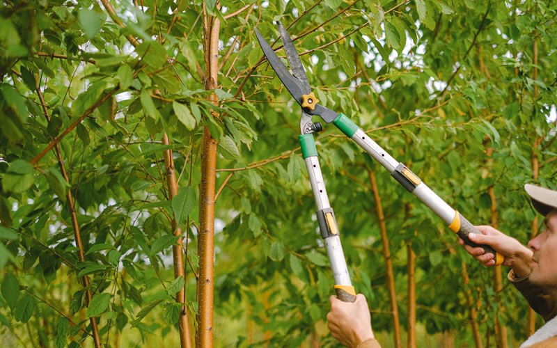 Tree trimming in Mulberry, TN